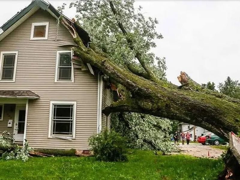 Tree removal job near Bellevue, NE